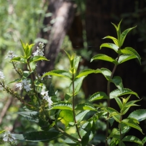 Veronica derwentiana subsp. maideniana at Cotter River, ACT - 8 Jan 2016