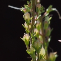 Veronica derwentiana subsp. maideniana at Cotter River, ACT - 8 Jan 2016