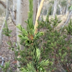 Styphelia triflora (Five-corners) at Mount Majura - 29 Jan 2014 by AaronClausen