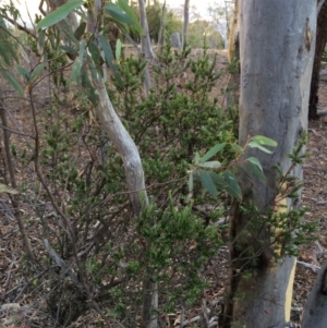 Styphelia triflora at Majura, ACT - 29 Jan 2014 07:35 PM