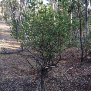 Styphelia triflora at Majura, ACT - 2 Mar 2014