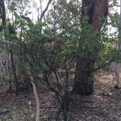 Styphelia triflora at Majura, ACT - 2 Mar 2014