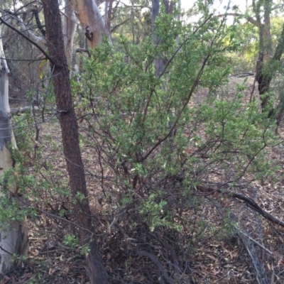 Styphelia triflora (Five-corners) at Mount Majura - 2 Mar 2014 by AaronClausen