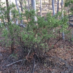 Styphelia triflora at Majura, ACT - 2 Mar 2014 05:51 PM