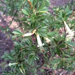 Styphelia triflora at Majura, ACT - 2 Mar 2014 05:51 PM