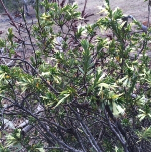 Styphelia triflora at Majura, ACT - 2 Mar 2014