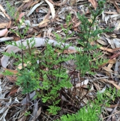 Cheilanthes sieberi (Rock Fern) at Majura, ACT - 2 Mar 2014 by AaronClausen