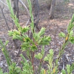 Styphelia triflora (Five-corners) at Watson, ACT - 4 Mar 2014 by AaronClausen