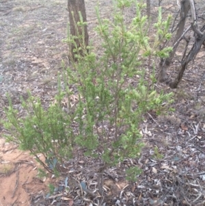 Styphelia triflora at Watson, ACT - 4 Mar 2014