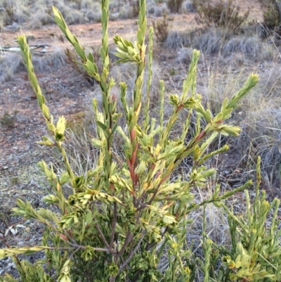 Styphelia triflora (Five-corners) at Mount Majura - 29 Jan 2014 by AaronClausen