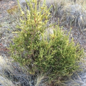 Styphelia triflora at Majura, ACT - 29 Jan 2014 07:37 PM