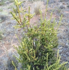 Styphelia triflora at Majura, ACT - 29 Jan 2014 07:37 PM