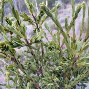 Styphelia triflora at Majura, ACT - 29 Jan 2014 07:37 PM