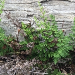 Cheilanthes sieberi at Majura, ACT - 8 Mar 2014 01:00 PM