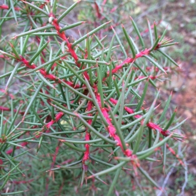 Hakea decurrens subsp. decurrens (Bushy Needlewood) at Majura, ACT - 8 Mar 2014 by AaronClausen