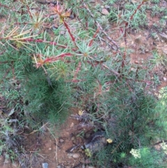 Hakea decurrens subsp. decurrens at Majura, ACT - 9 Mar 2014