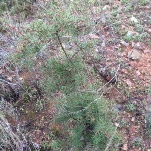 Hakea decurrens subsp. decurrens at Majura, ACT - 9 Mar 2014