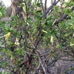 Styphelia triflora at Majura, ACT - 13 Mar 2014