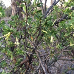 Styphelia triflora at Majura, ACT - 13 Mar 2014 06:59 PM