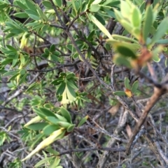 Styphelia triflora at Majura, ACT - 13 Mar 2014 06:59 PM