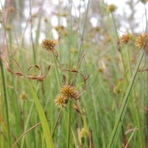 Cyperus sphaeroideus at Bonython, ACT - 13 Dec 2015