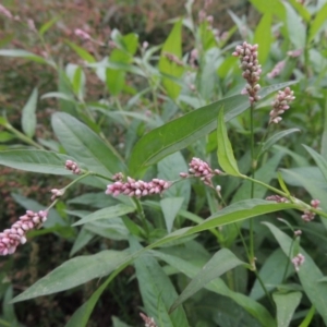 Persicaria decipiens at Bonython, ACT - 13 Dec 2015 07:06 PM