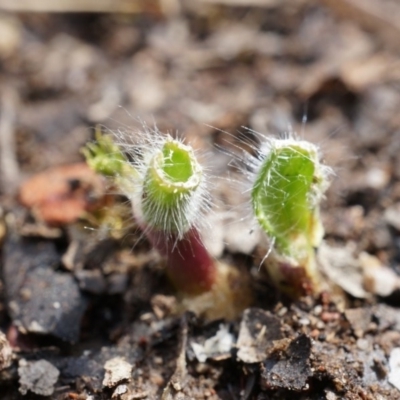 Unidentified at Black Mountain - 13 Sep 2014 by AaronClausen