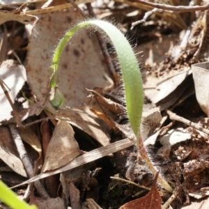 Caladenia atrovespa at Canberra Central, ACT - 13 Sep 2014