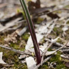 Unidentified at Black Mountain - 13 Sep 2014 by AaronClausen