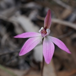 Caladenia sp. at Canberra Central, ACT - suppressed