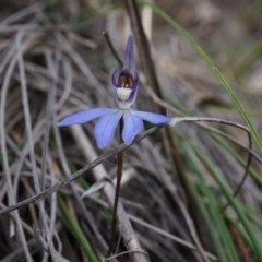 Cyanicula caerulea (Blue Fingers, Blue Fairies) at Canberra Central, ACT - 13 Sep 2014 by AaronClausen