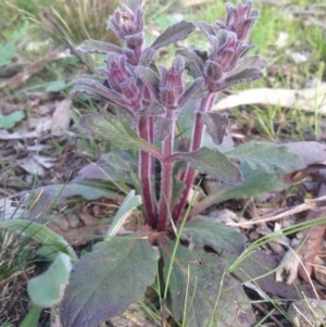 Ajuga australis at Ainslie, ACT - 12 Sep 2014