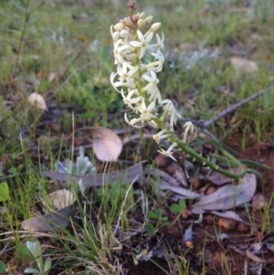 Stackhousia monogyna at Ainslie, ACT - 12 Sep 2014 03:59 PM