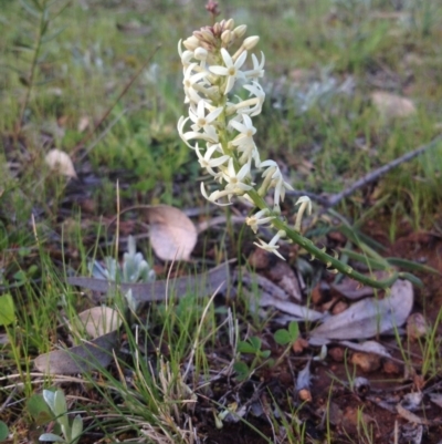 Stackhousia monogyna (Creamy Candles) at Ainslie, ACT - 12 Sep 2014 by APB