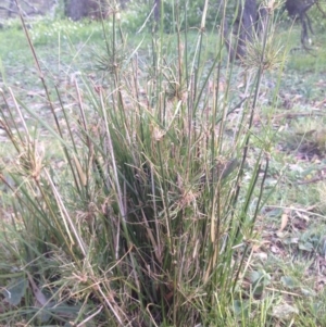 Austrostipa verticillata at Ainslie, ACT - 12 Sep 2014