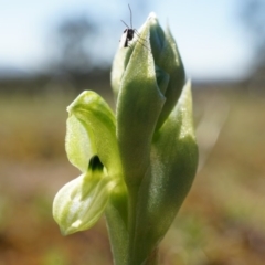 Hymenochilus bicolor (ACT) = Pterostylis bicolor (NSW) (Black-tip Greenhood) at Majura, ACT - 14 Sep 2014 by AaronClausen