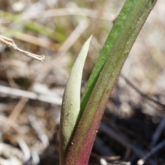 Unidentified at Mount Majura - 14 Sep 2014 by AaronClausen