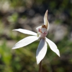 Caladenia fuscata (Dusky Fingers) at Majura, ACT - 14 Sep 2014 by AaronClausen