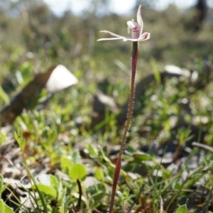 Caladenia fuscata at Majura, ACT - suppressed