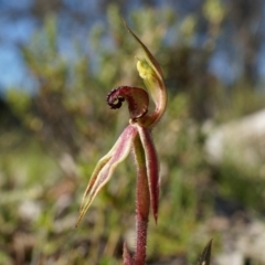 Caladenia actensis (Canberra Spider Orchid) at Majura, ACT by AaronClausen