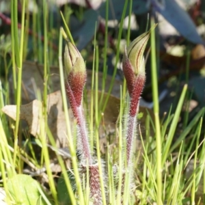 Caladenia actensis at suppressed - suppressed