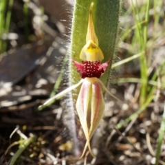 Caladenia actensis at suppressed - suppressed