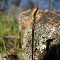 Caladenia actensis at suppressed - 14 Sep 2014