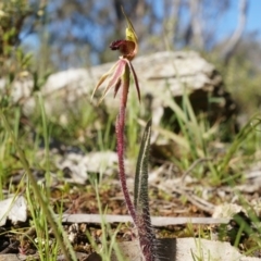 Caladenia actensis at suppressed - suppressed