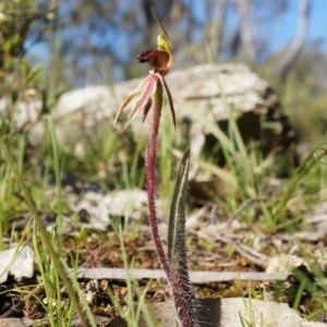 Caladenia actensis at suppressed - suppressed