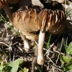 Unidentified at Mount Majura - 14 Sep 2014 by AaronClausen