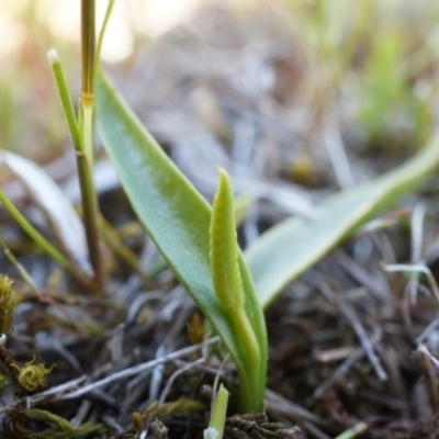 Ophioglossum lusitanicum subsp. coriaceum (Austral Adder's Tongue) at Majura, ACT - 14 Sep 2014 by AaronClausen