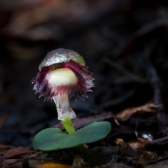 Corysanthes grumula (Stately helmet orchid) at Lower Cotter Catchment - 19 Aug 2014 by TobiasHayashi