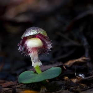 Corysanthes grumula at suppressed - 20 Aug 2014