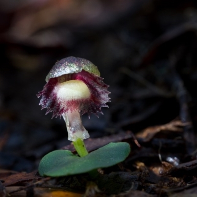 Corysanthes grumula (Stately helmet orchid) at Lower Cotter Catchment - 19 Aug 2014 by TobiasHayashi